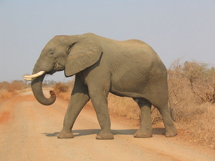 800px-Elephant_side-view_Kruger.jpg